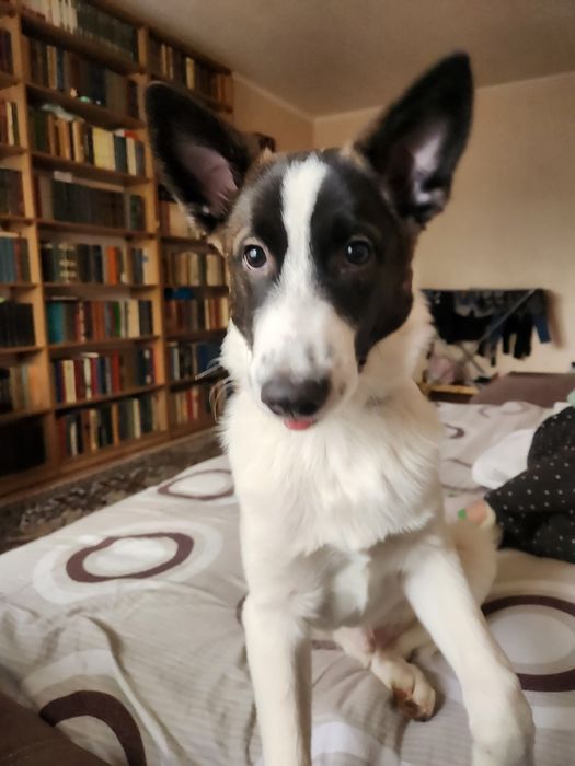 Песик ищет новый дом!