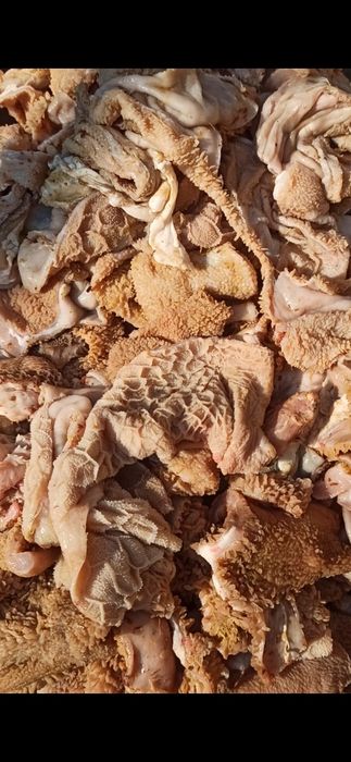 Бычьи семенники яйца . Передержка, содержание, кормление собачек любых