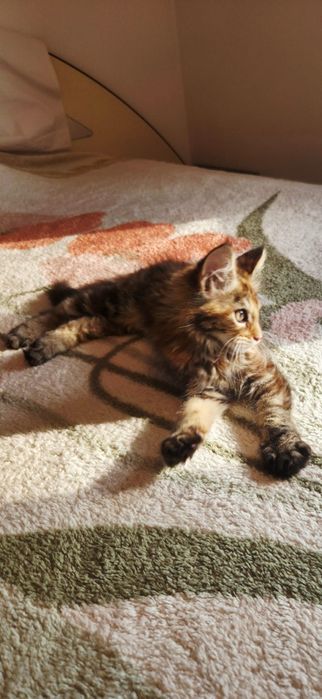 Fetița Maine Coon