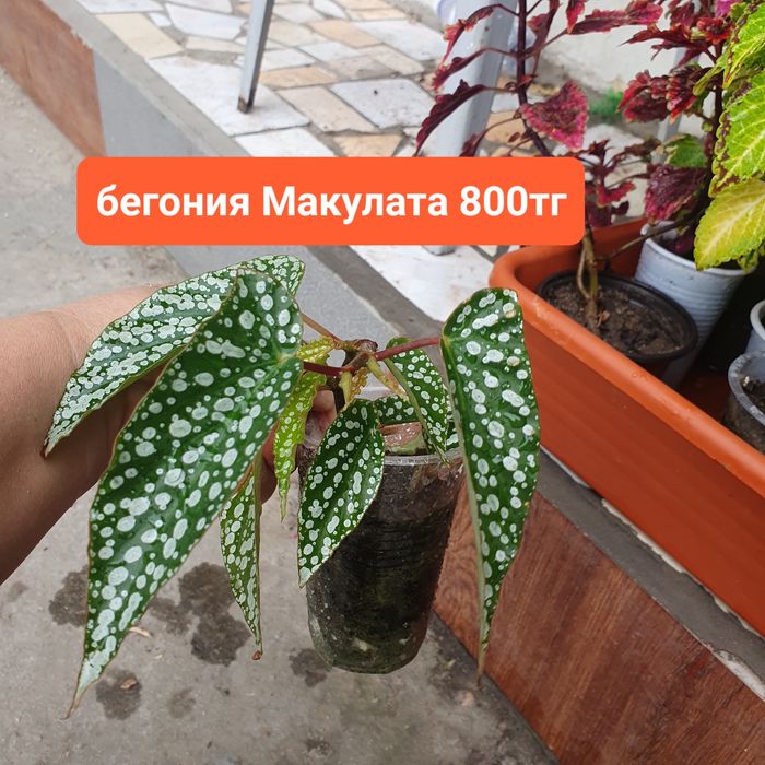 Комнатные цветы, хедеры, бегонии, комнатная мята