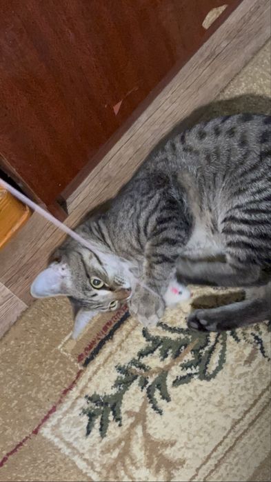 Отдам в хорошие руки , котенка