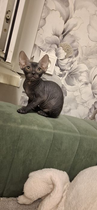 Котята донского сфинкса