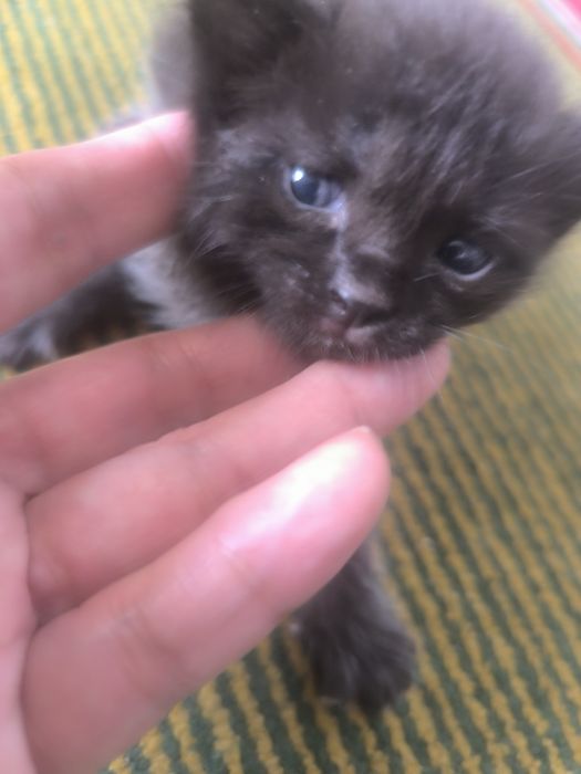 В подарок котёнок