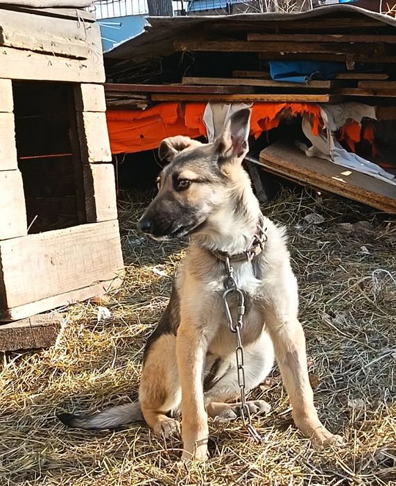 Отдам в добрые руки