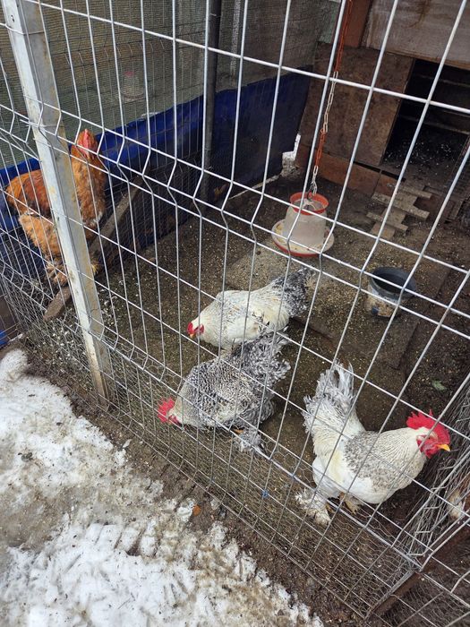 Vând cocoși pintenați