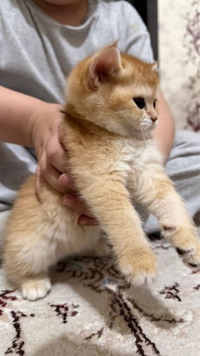 Британский золотая шиншилла ny12