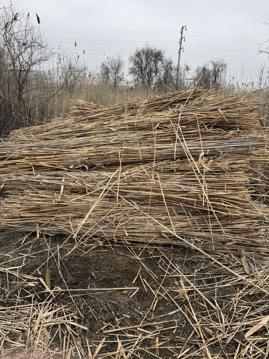 Камыс камыш