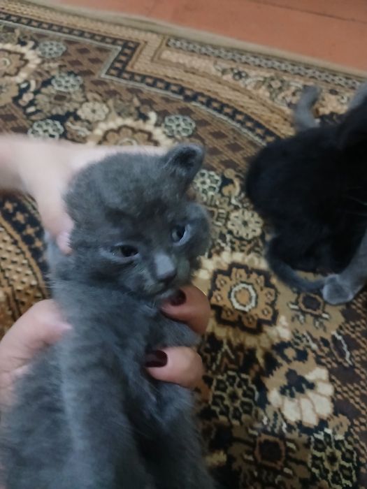 Котята серые 3 черное 2