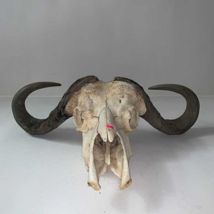 Trofeu cap de bivol african