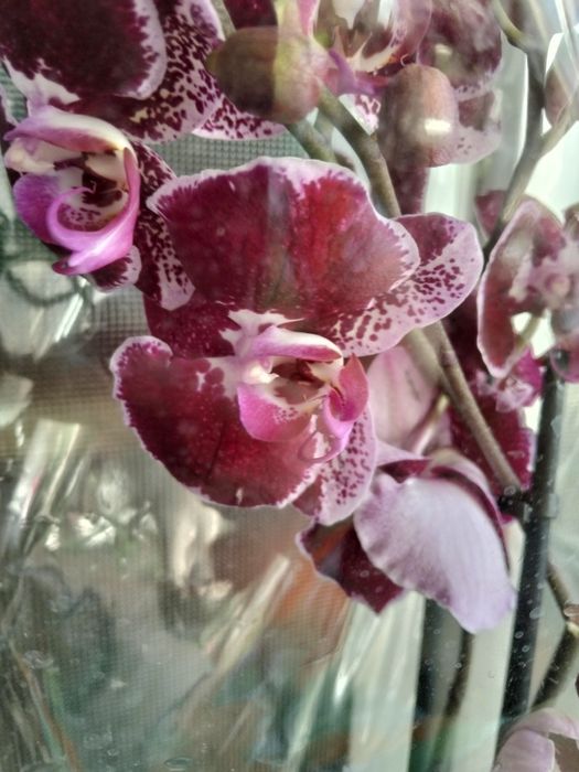 Продам орхидея дикий кот