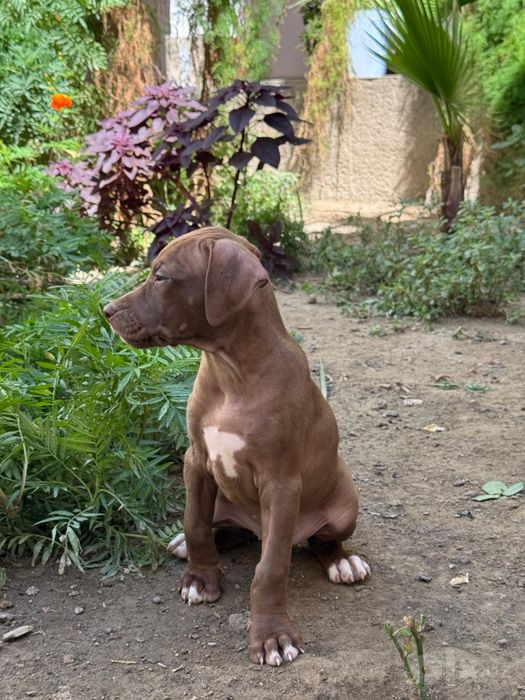 Sotiladi Pitbul 3ta