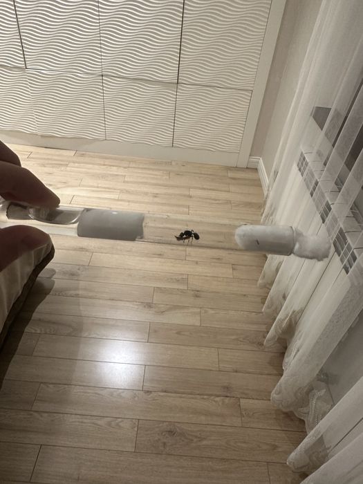 Плодовитая матка Messor structor