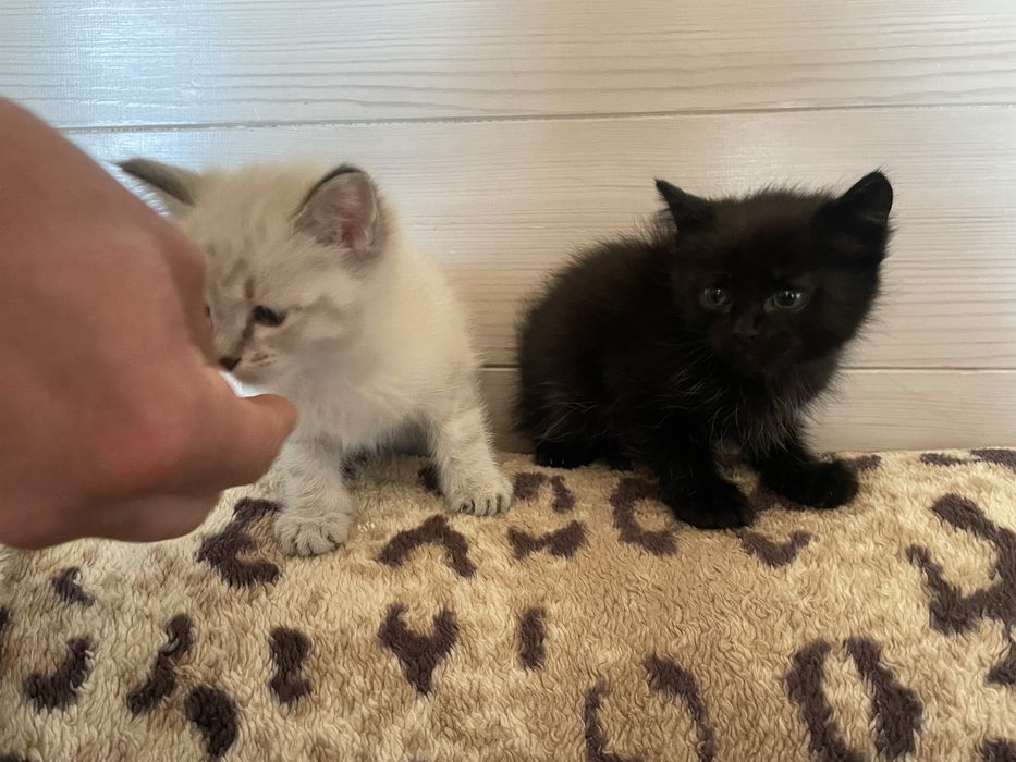 Отдам котят бесплатно