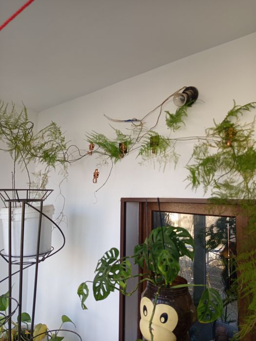 Продам цветок аспарагуса