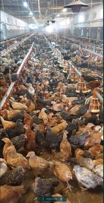 Vând puii diferit rase