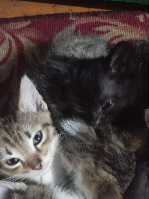 Отдам котят в добрые руки