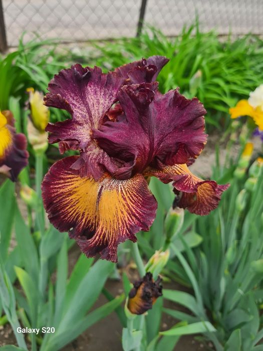 Продаются Сортовые Ирисы