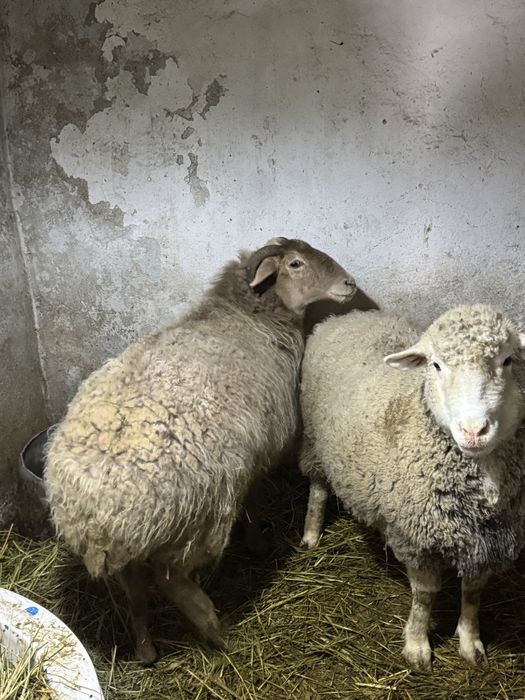 Матки жирных молодые