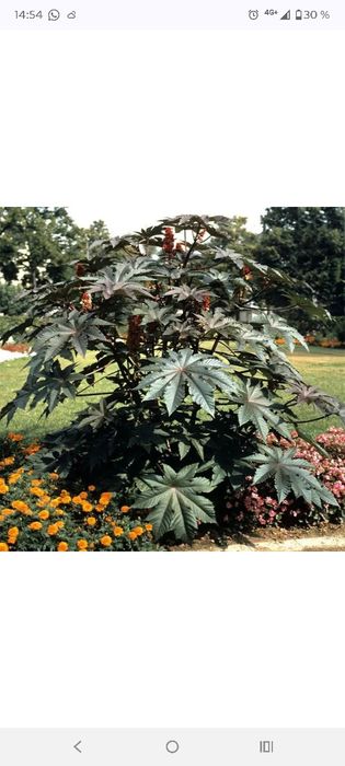 Клещевина семена