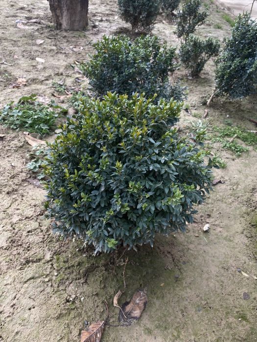 Shamshod | Gul kochat