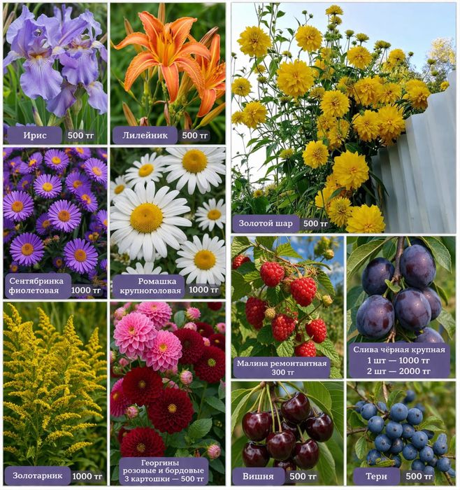 Продам саженцы цветов