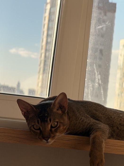 Срочно! Котенок абесин и бенгал очень ласковый и добрый