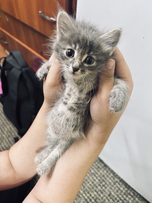 Отдам котенка в добрые руки