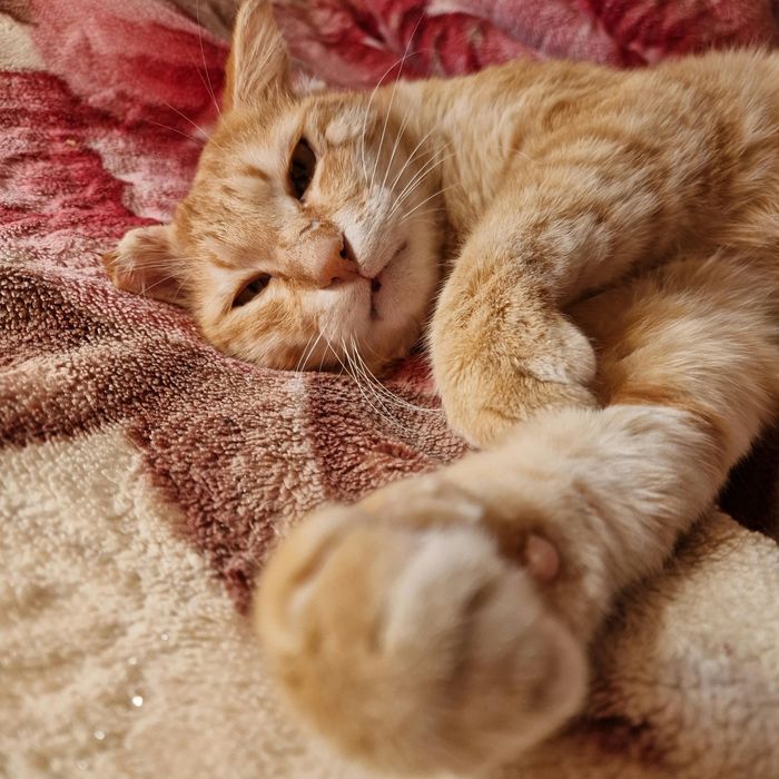 Сладкий котик Босс