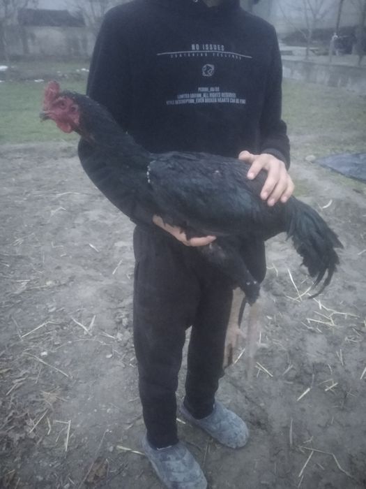 Dakan xuroz sotiladi