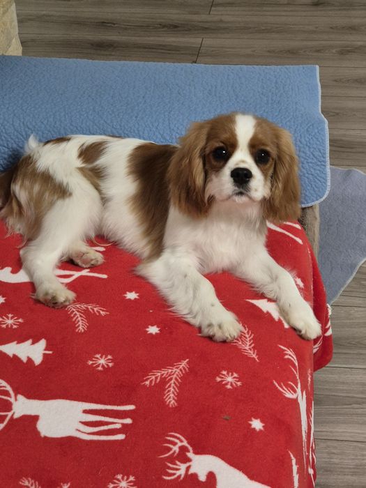 Cavalier king charles