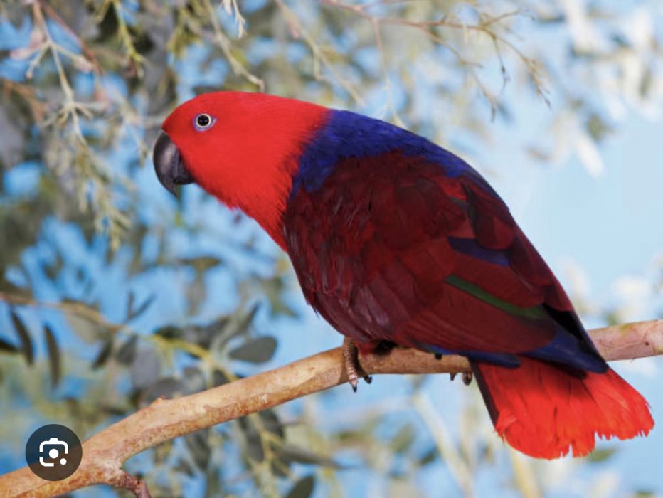 Блогородный эклектус папугай