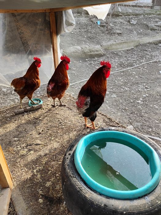 Продаём Кученских петухов.