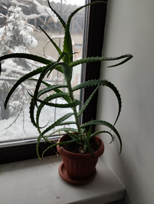 Комнатный цветок