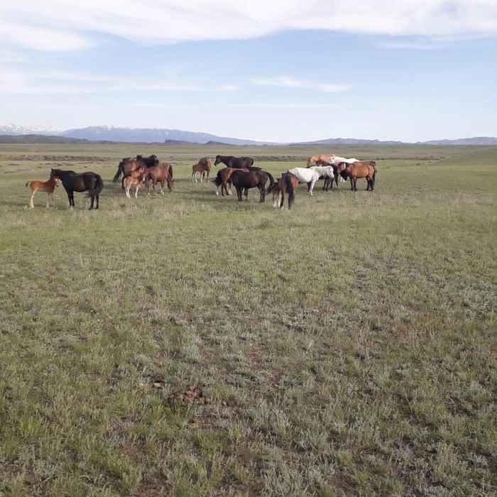 50 бас буаз биелер сатылады