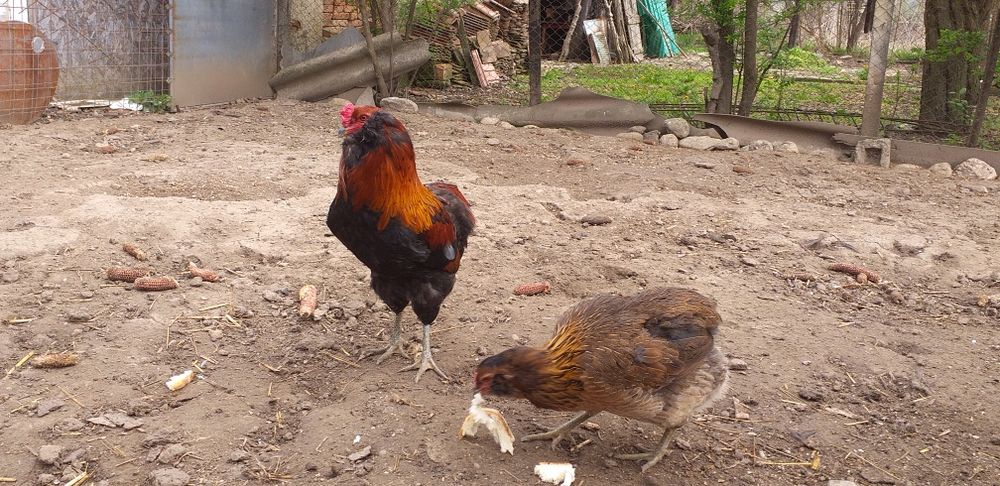Găini  Hampshire,Bielefeldersi Araucana de vanzare