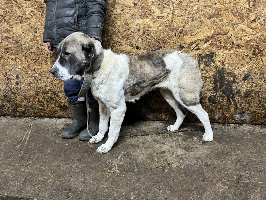 Алабай каншык-девочка 1.5 лет