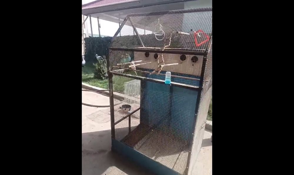 Продам папугаев за 30к