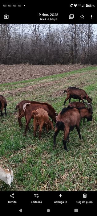 Vând capre și oi