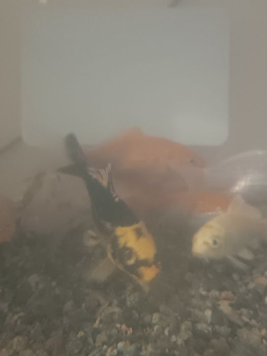 Продаются Коя карпы..