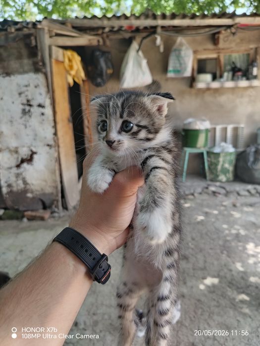 Отдаем котят в хорошие руки.