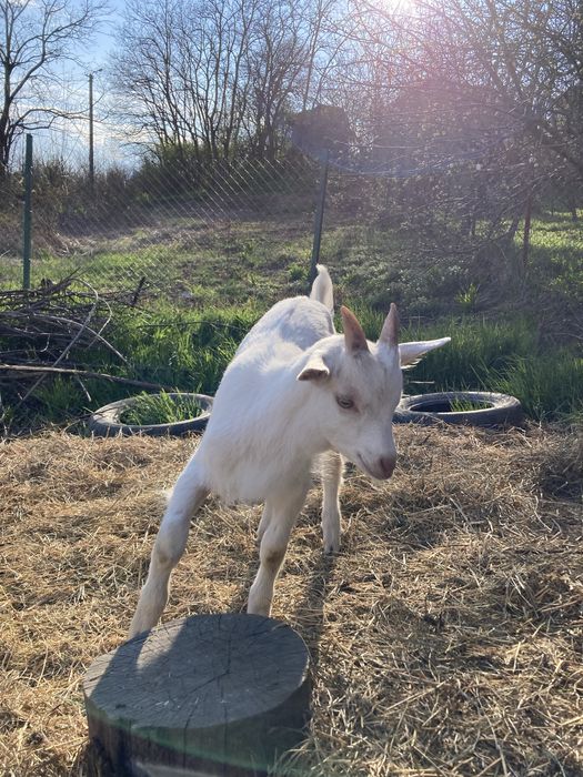 Tapisor de tinut din capra foarte buna de lapte