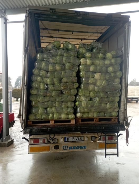 Varza import Grecia.