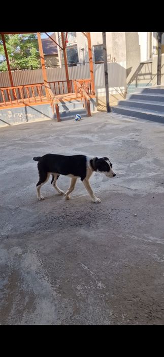 Сабака сабака ит ит