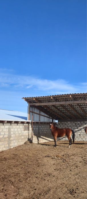 Продается Айгир русский тяж.