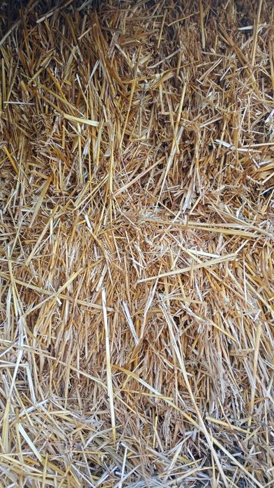 Vând baloți lucerna