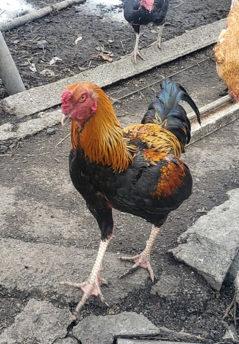 Дакан. Конец мая.