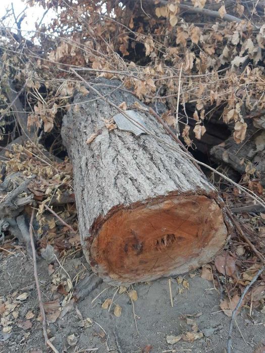 kelishilgan narxda o'tin sotiladi