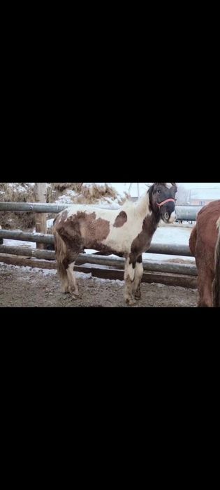 Тай кунан 2024 еркек