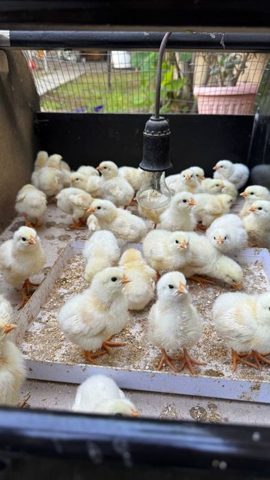 Adler joja lari kop oganga kelishtrib beramiz