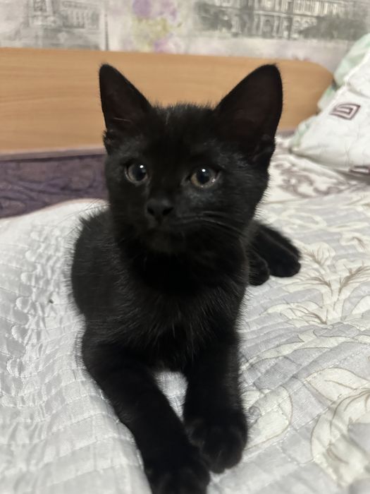 Котенок ищет Дом